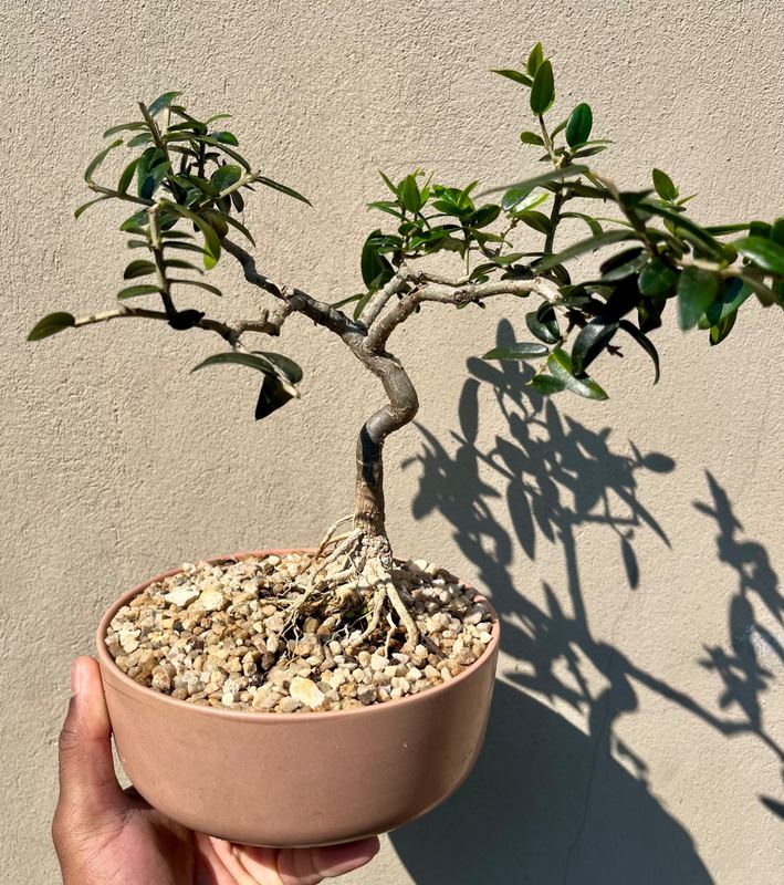 african wild olive bonsai (medium) — Sacred Bamboo Nursery, Johannesburg