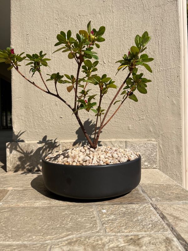 azalea bonsai (xl) — Sacred Bamboo Nursery, Johannesburg