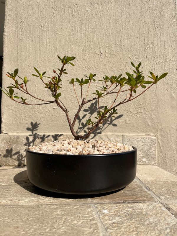 azalea bonsai (xl) — Sacred Bamboo Nursery, Johannesburg