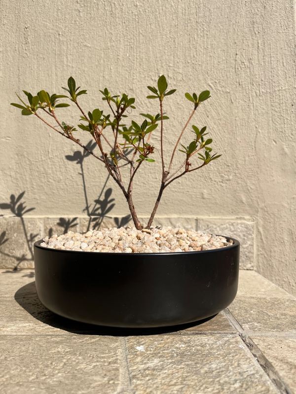 azalea bonsai (xl) — Sacred Bamboo Nursery, Johannesburg
