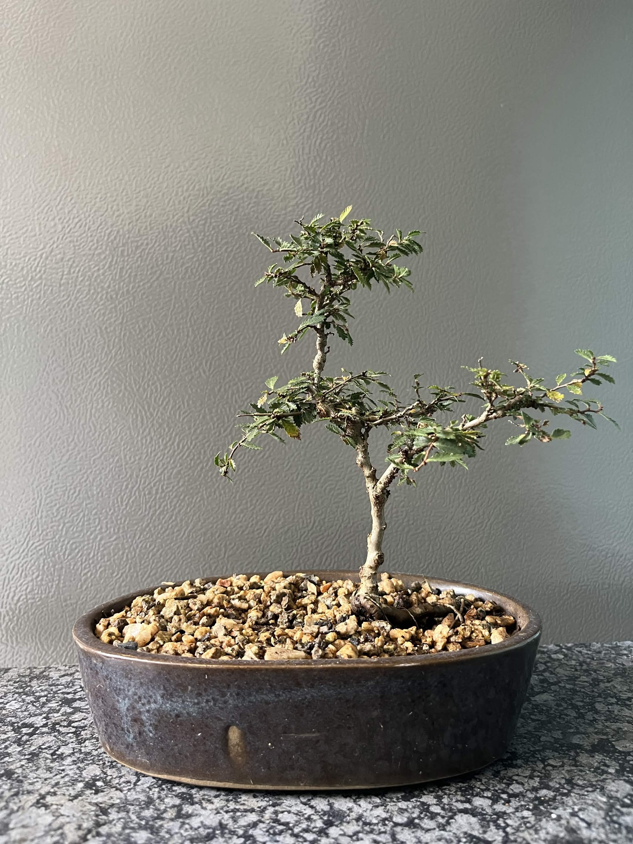 Medium Chinese Elm Bonsai — loves it outdoors, Sacred Bamboo Bonsai Johannesburg