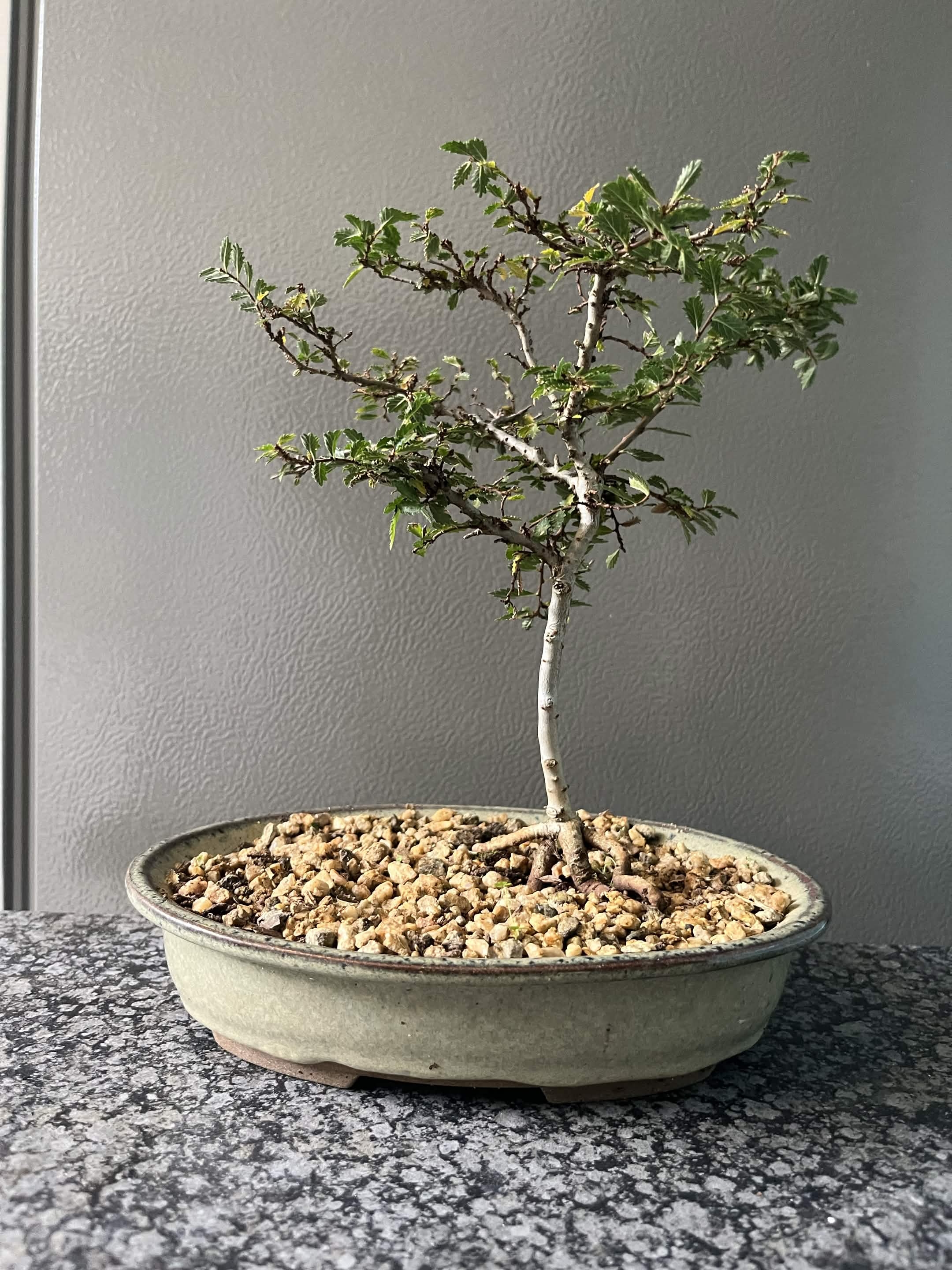 Medium Chinese Elm Bonsai — loves it outdoors, Sacred Bamboo Bonsai Johannesburg
