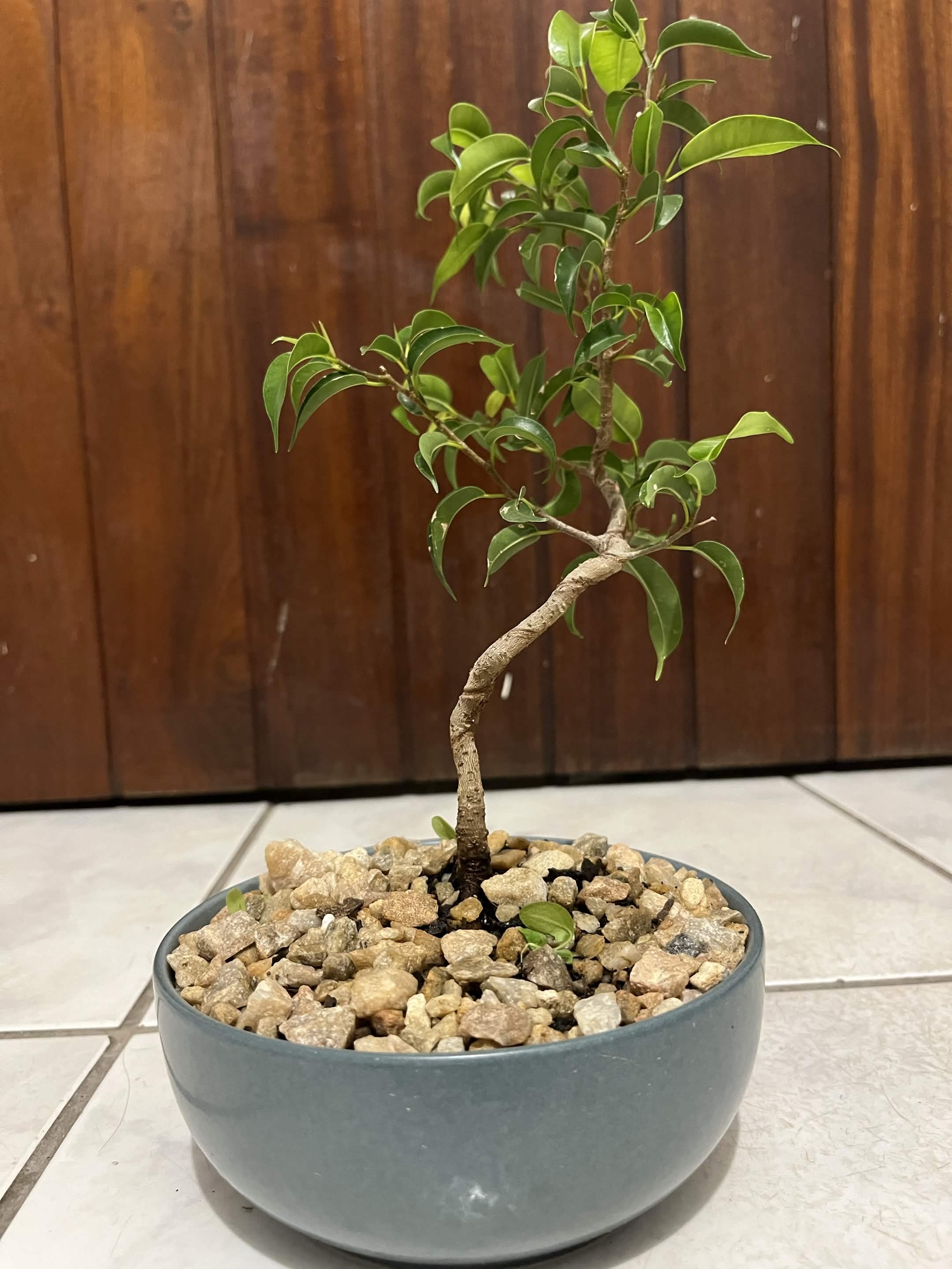 Medium Ficus Bonsai — happy indoors, Sacred Bamboo Bonsai Johannesburg
