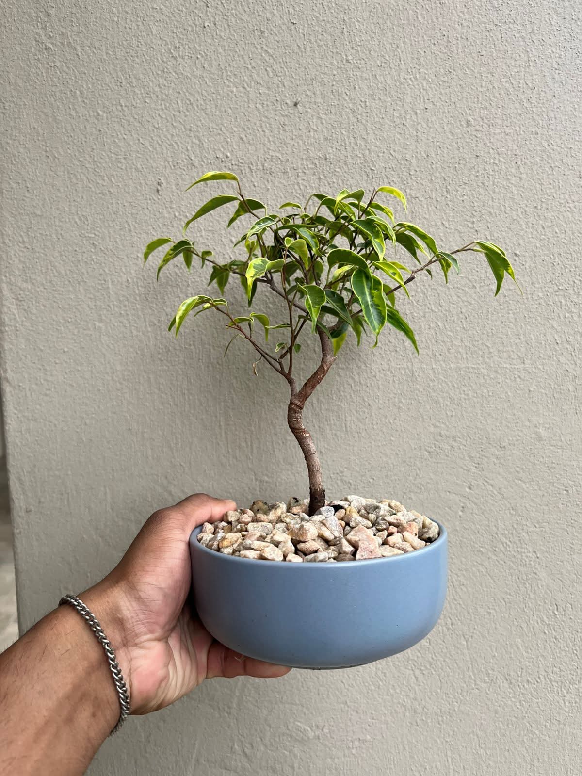 Medium Ficus Bonsai — happy indoors, Sacred Bamboo Bonsai Johannesburg