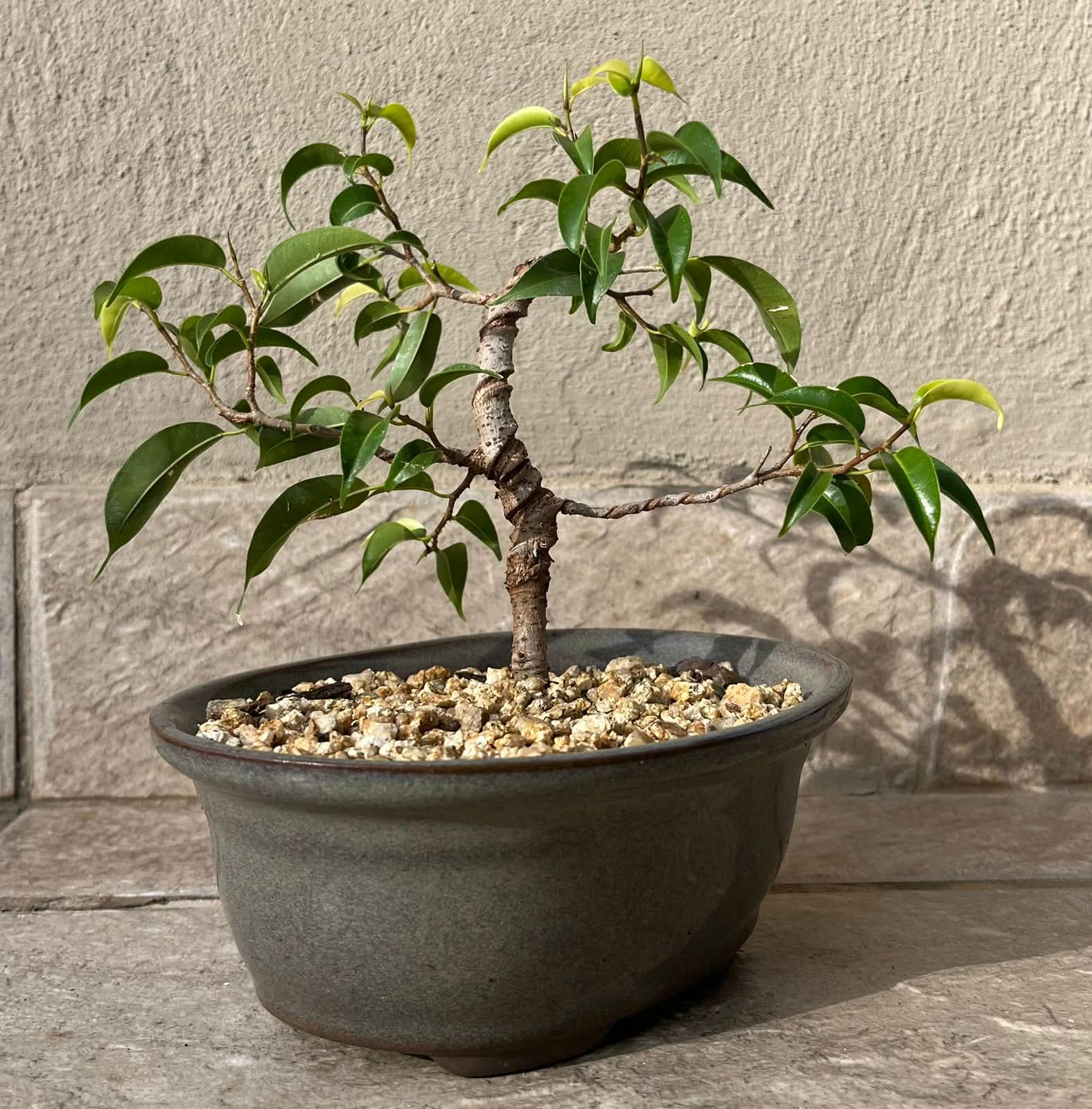 Medium Ficus Bonsai — happy indoors, Sacred Bamboo Bonsai Johannesburg