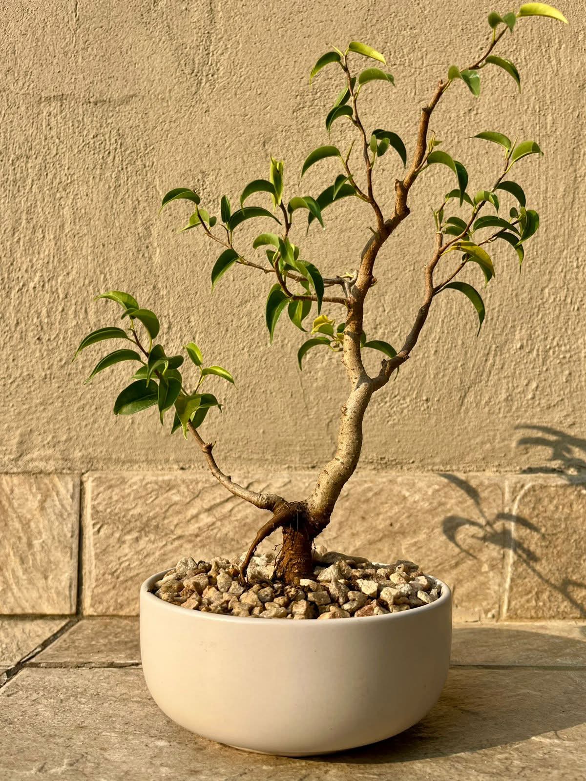 Medium Ficus Bonsai — happy indoors, Sacred Bamboo Bonsai Johannesburg