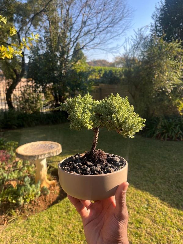 Medium Juniper Bonsai — loves it outdoors, Sacred Bamboo Bonsai Johannesburg