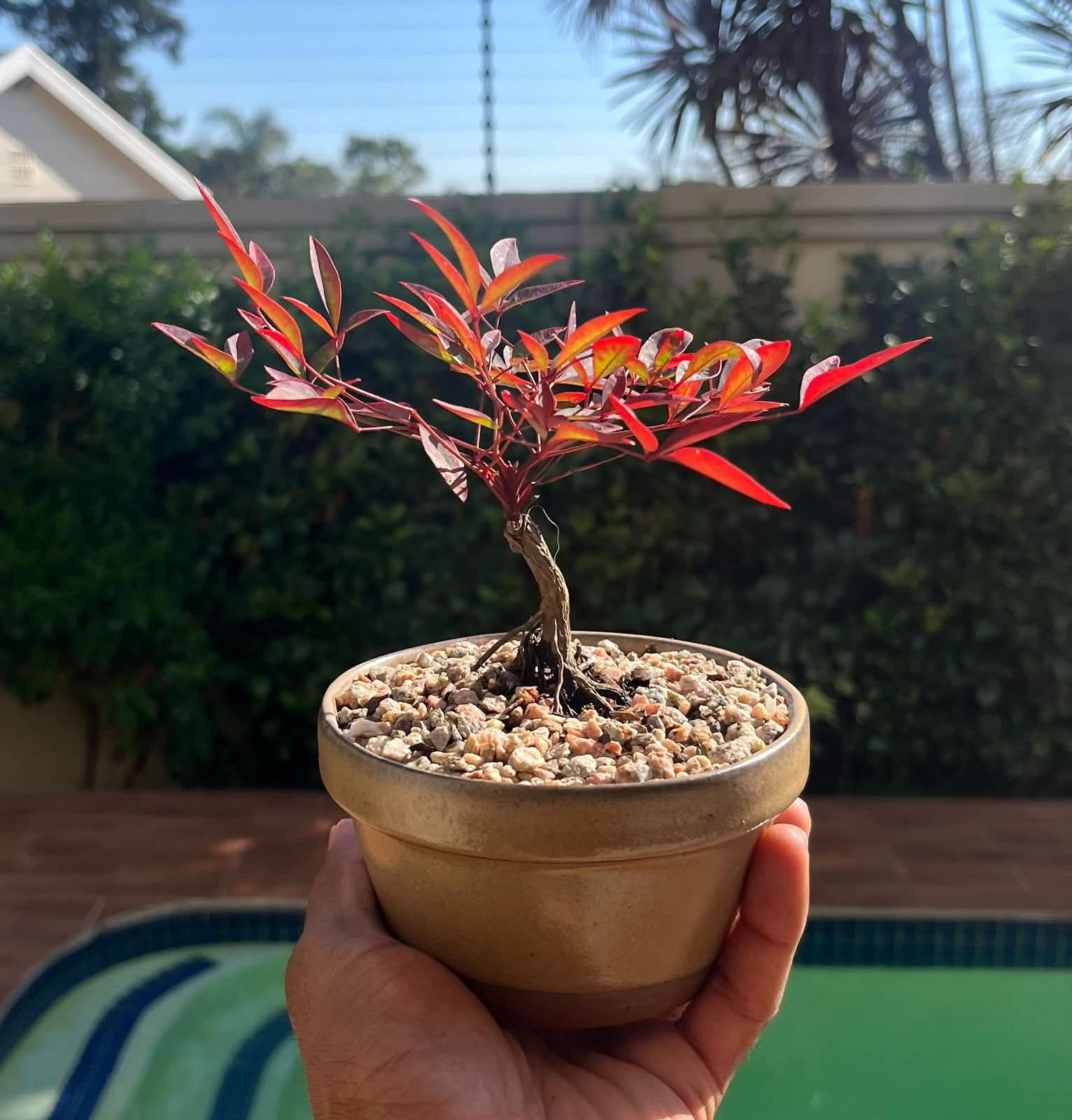 Small Nandina Bonsai — loves it outdoors, Sacred Bamboo Bonsai Johannesburg