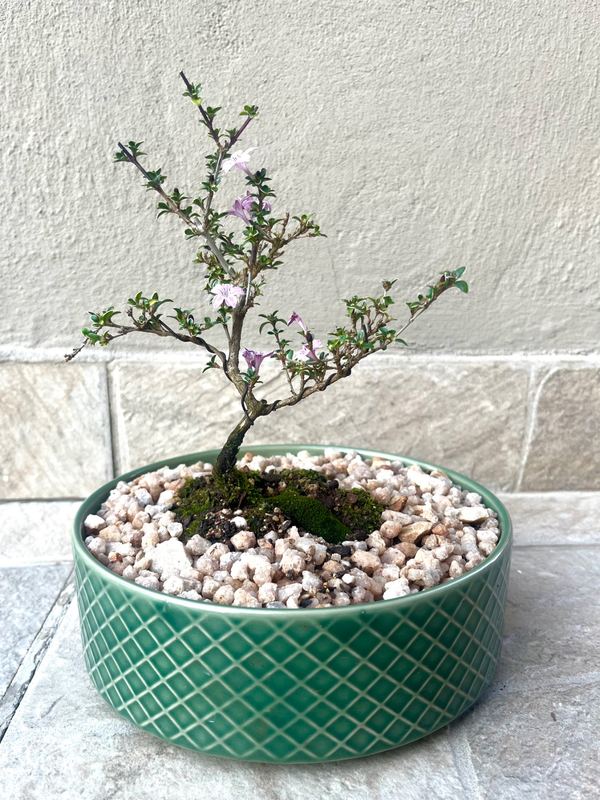 Large Serissa Bonsai — happy indoors, Sacred Bamboo Bonsai Johannesburg