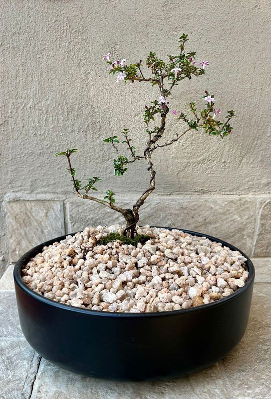 Large Serissa Bonsai — happy indoors, Sacred Bamboo Bonsai Johannesburg