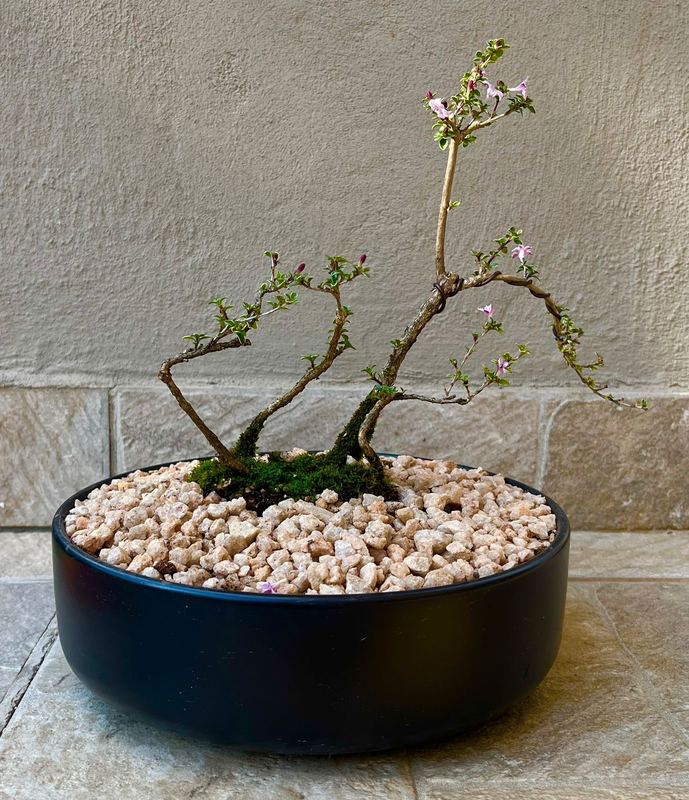 Large Serissa Bonsai — happy indoors, Sacred Bamboo Bonsai Johannesburg