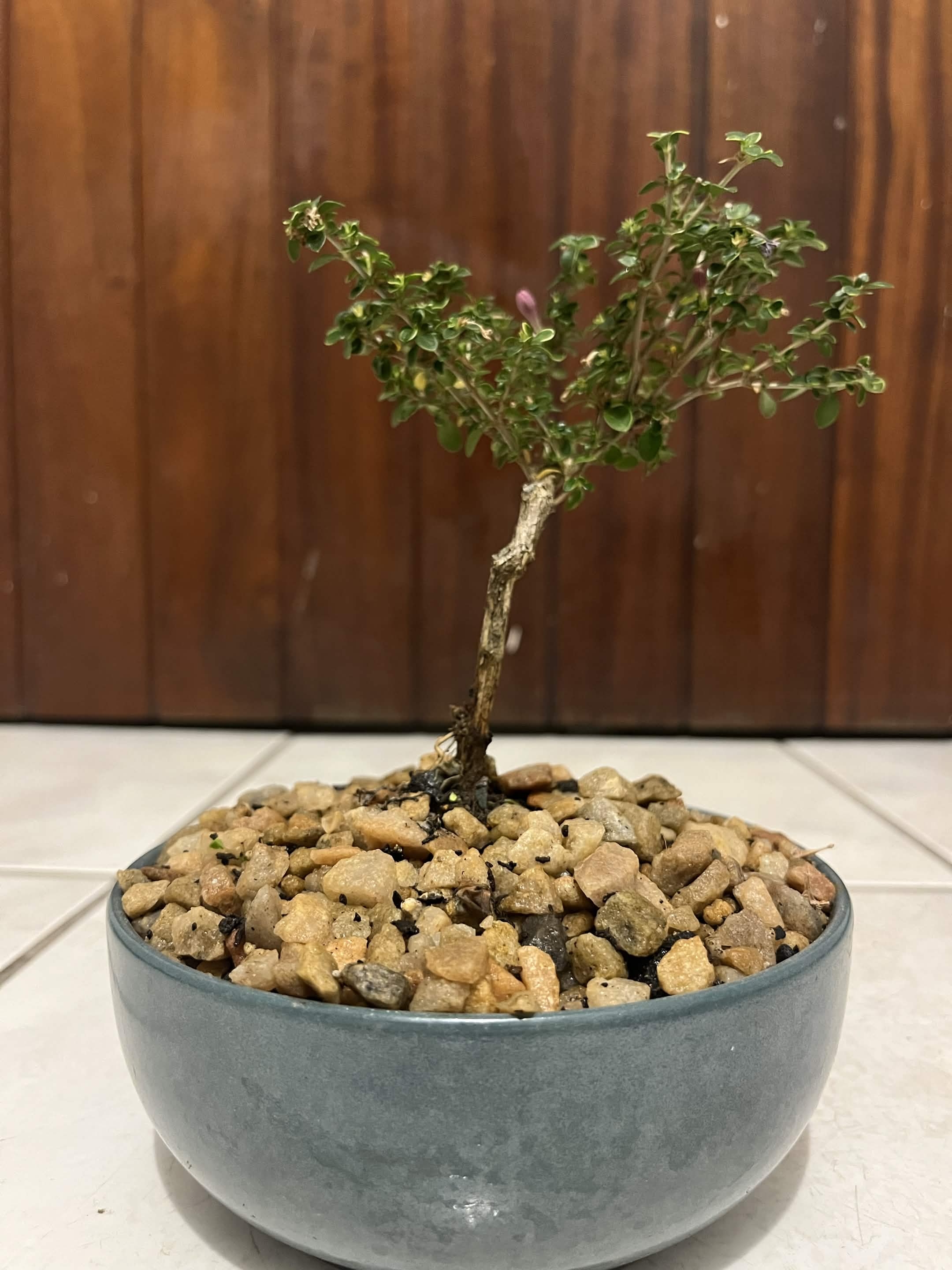 Medium Serissa Bonsai — happy indoors, Sacred Bamboo Bonsai Johannesburg