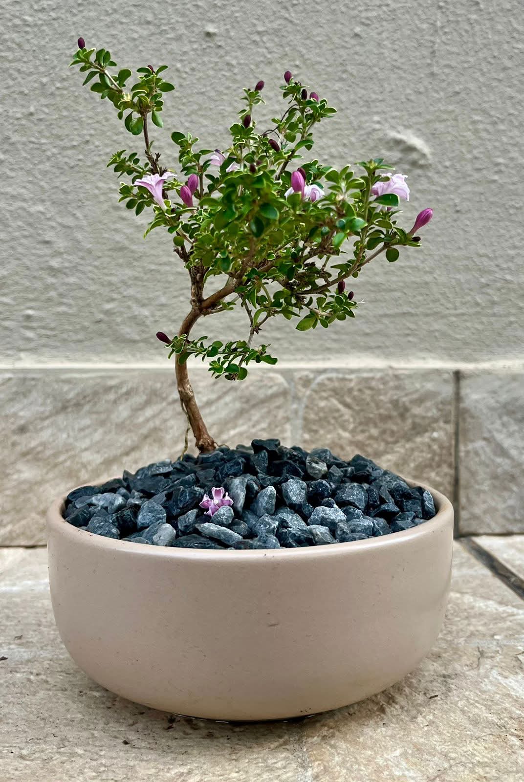 Medium Serissa Bonsai — happy indoors, Sacred Bamboo Bonsai Johannesburg