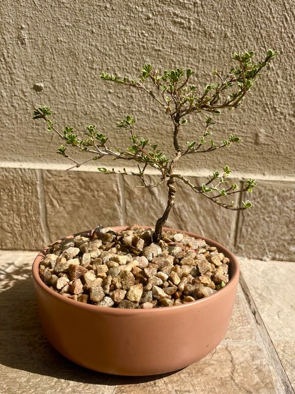 Medium Serissa Bonsai — happy indoors, Sacred Bamboo Bonsai Johannesburg