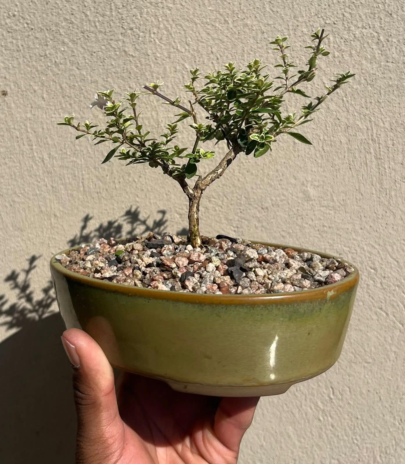 Small Serissa Bonsai — happy indoors, Sacred Bamboo Bonsai Johannesburg