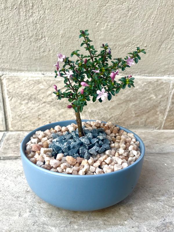 Small Serissa Bonsai — happy indoors, Sacred Bamboo Bonsai Johannesburg