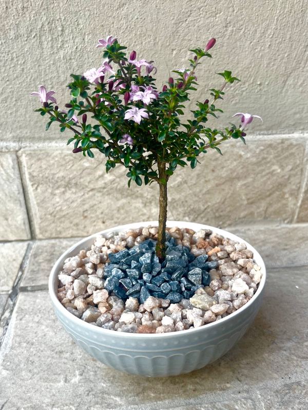 Small Serissa Bonsai — happy indoors, Sacred Bamboo Bonsai Johannesburg