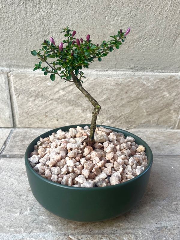 Small Serissa Bonsai — happy indoors, Sacred Bamboo Bonsai Johannesburg