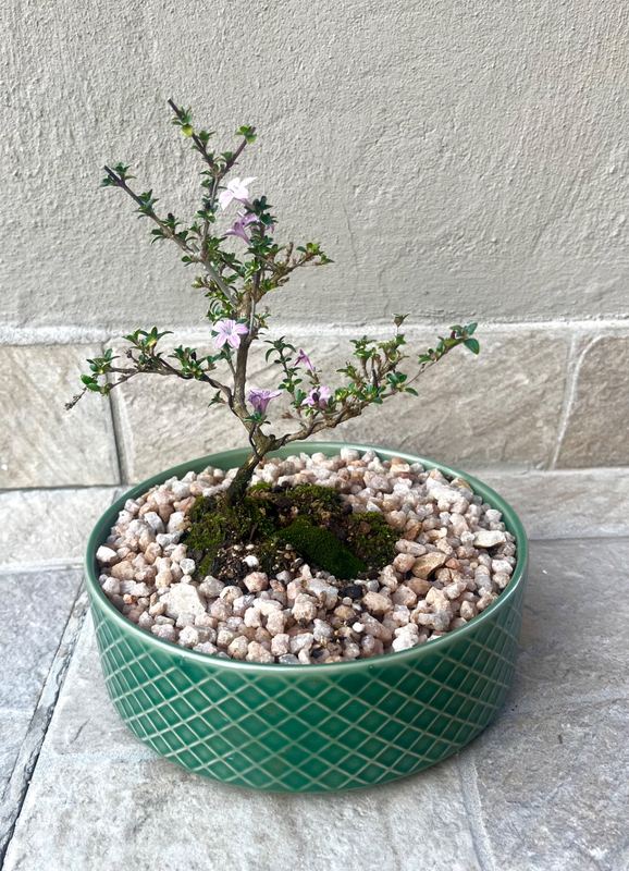 Small Serissa Bonsai — happy indoors, Sacred Bamboo Bonsai Johannesburg