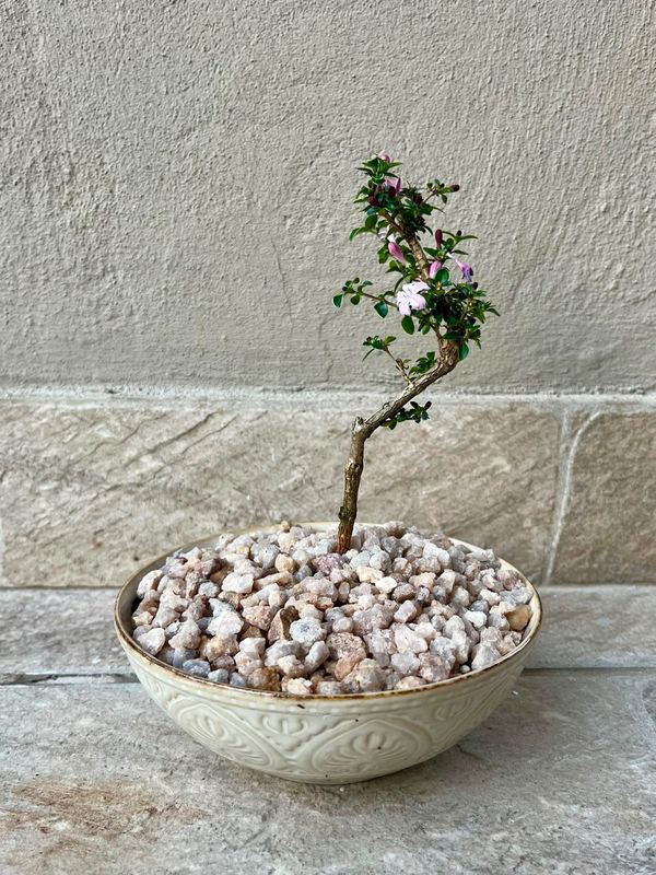 Small Serissa Bonsai — happy indoors, Sacred Bamboo Bonsai Johannesburg