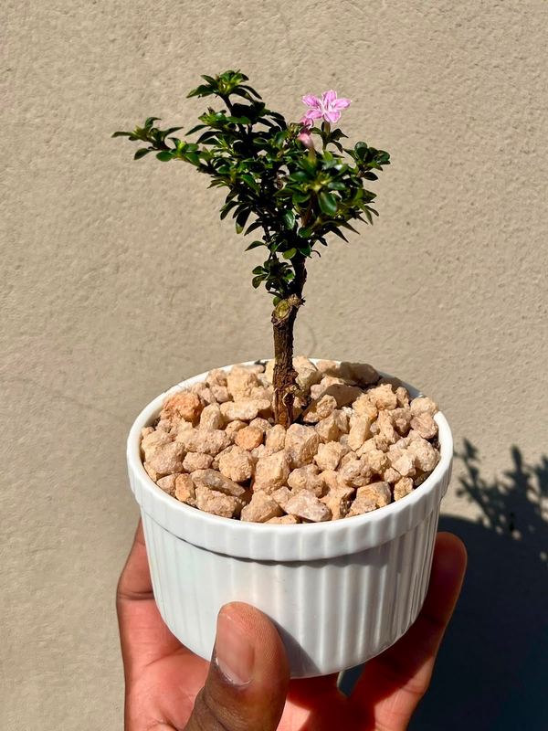 Small Serissa Bonsai — happy indoors, Sacred Bamboo Bonsai Johannesburg