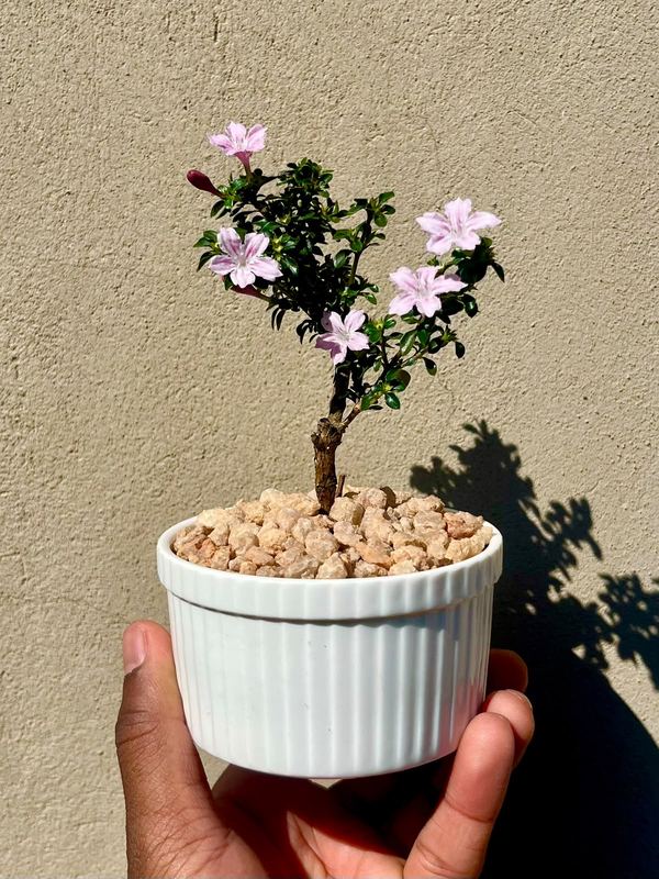 Small Serissa Bonsai — happy indoors, Sacred Bamboo Bonsai Johannesburg