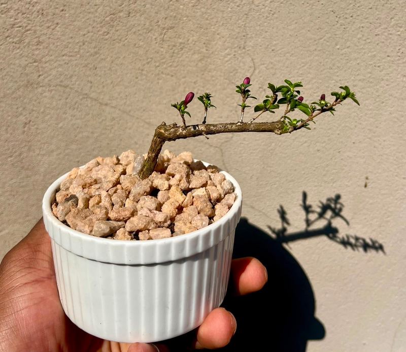 Small Serissa Bonsai — happy indoors, Sacred Bamboo Bonsai Johannesburg