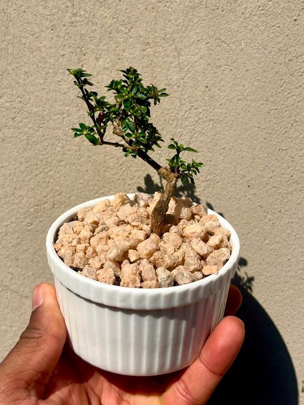 Small Serissa Bonsai — happy indoors, Sacred Bamboo Bonsai Johannesburg