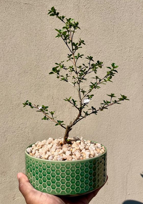 serissa bonsai (small) — Sacred Bamboo Nursery, Johannesburg