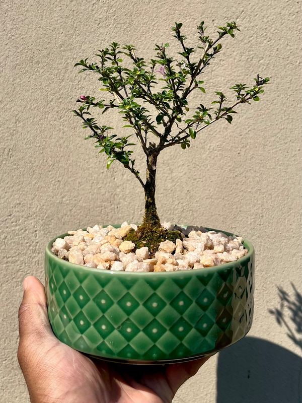 serissa bonsai (small) — Sacred Bamboo Nursery, Johannesburg