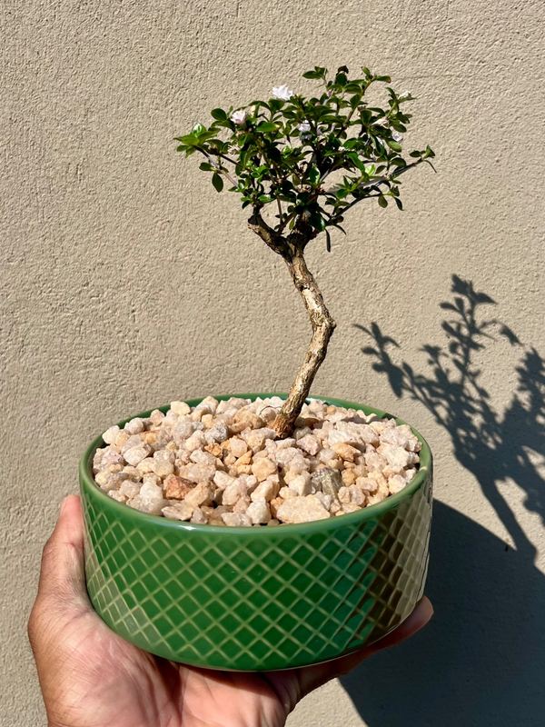 serissa bonsai (small) — Sacred Bamboo Nursery, Johannesburg
