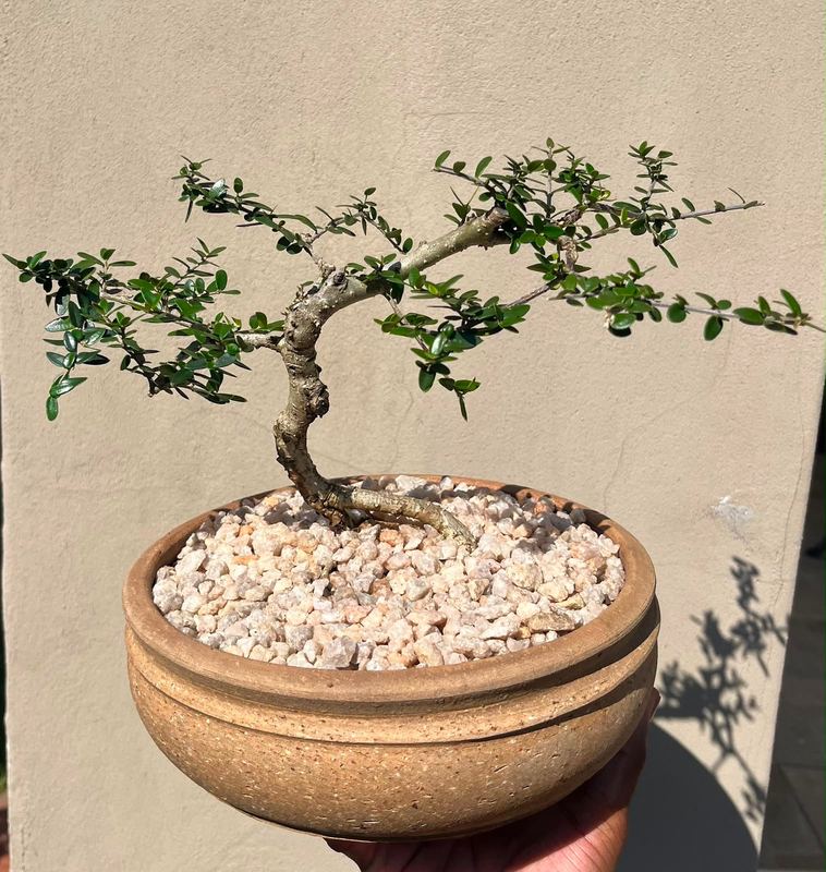 wild olive bonsai (large) — Sacred Bamboo Nursery, Johannesburg